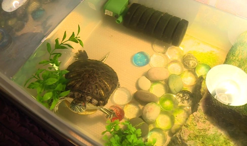 Петербуржцев просят ответственно подходить к покупке красноухих черепах - tvspb.ru