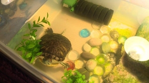 Чем провинились черепахи? Петербуржцы массово выбрасывают рептилий в городские пруды