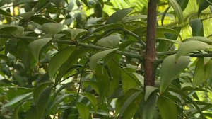 Отгадать растение по шараде и удержаться на листе кувшинки — квест по Ботаническому саду
