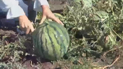 В Арктике вырастили арбузы, не уступающие по качеству кубанским