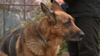 Берегись, коронавирус. Как собак учат определять наличие COVID-19