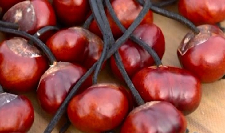 Спор о тени: как каштаны на даче в Петербурге привели соседа в суд - tvspb.ru