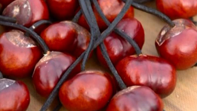 Спор о тени: как каштаны на даче в Петербурге привели соседа в суд