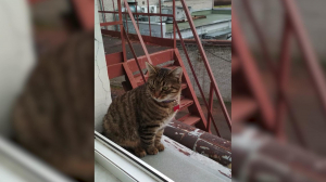Загулявший любимец сотрудников «Северной верфи» кот Василий Стерегущий вернулся на завод после полуторагодовалый отлучки. Он пропал в марте 2019 года.