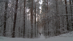 Аудиогид и система навигации. Новые технологии на экомаршруте в Колтушах