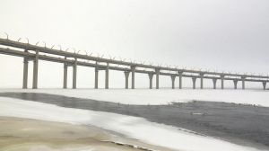 Орнитологическая арифметика. В Петербурге пересчитали зимующих водоплавающих птиц