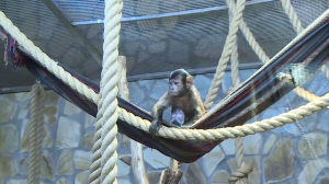 Назовите обезьянку: Ленинградский зоопарк предлагает выбрать имя малышу чёрных макак