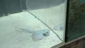 Обжоры живородящие: пока маленький скат, появившийся на свет в океанариуме, проходит карантин, его родители умиляют посетителей своим завтраком