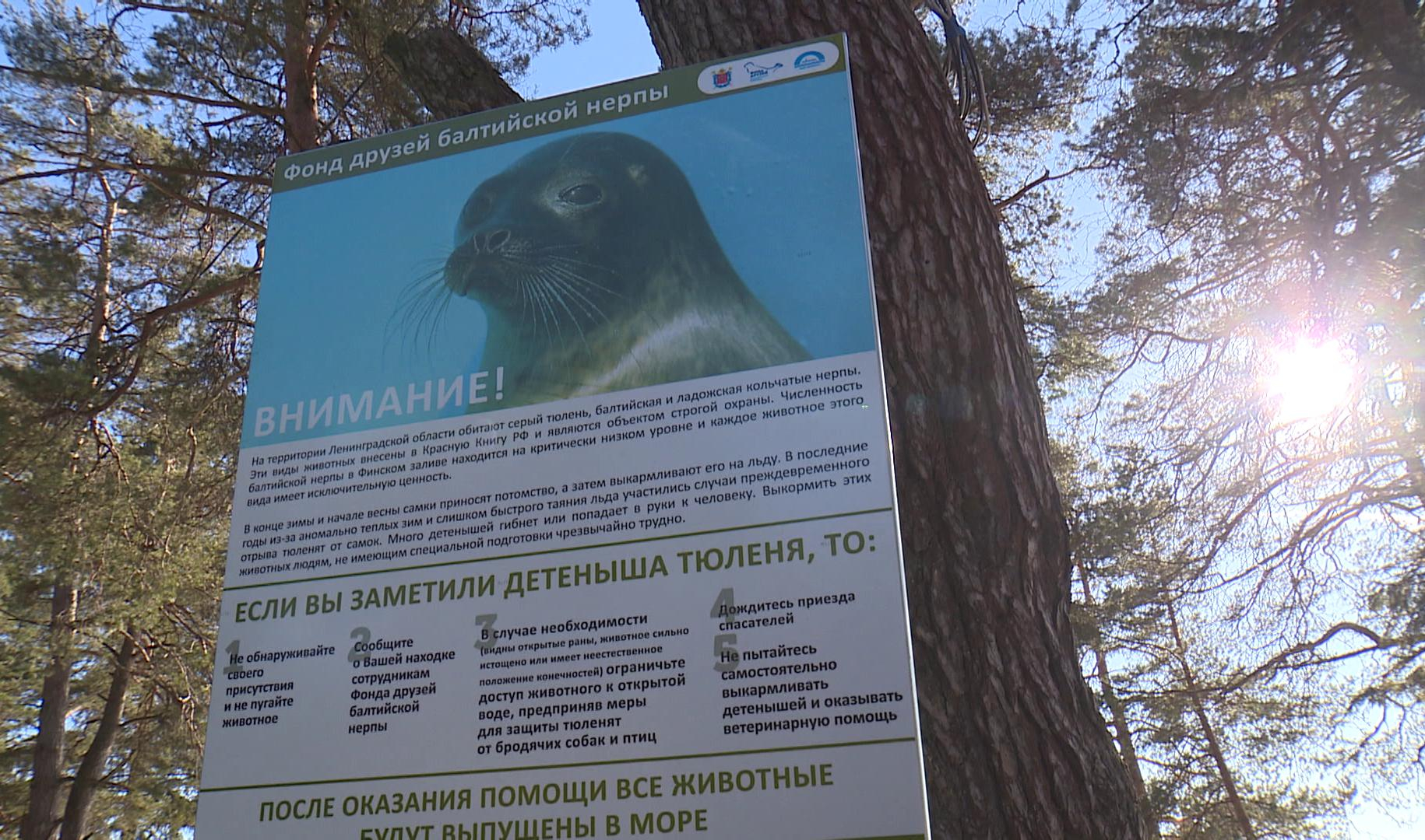 Осторожно — тюлень! Что делать при встрече с балтийской нерпой