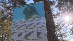 Осторожно — тюлень! Что делать при встрече с балтийской нерпой