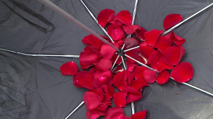 Юбка из петрушки и дождь из розовых лепестков — как сделать самое весеннее фото