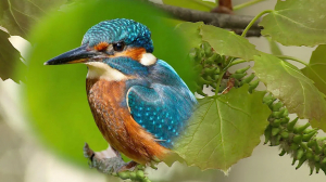 Птица в высокой траве: орнитологические экскурсии и основы бёрдвотчинга для начинающих