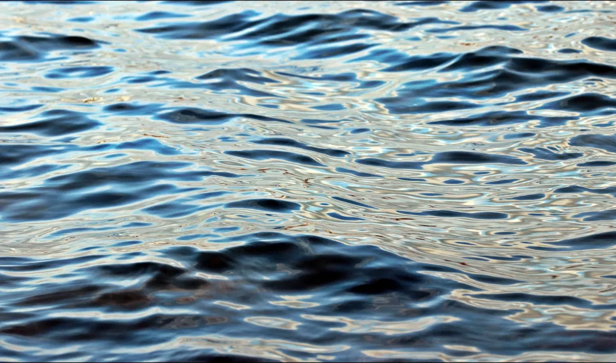 В пруду парка Интернационалистов утонула женщина - tvspb.ru