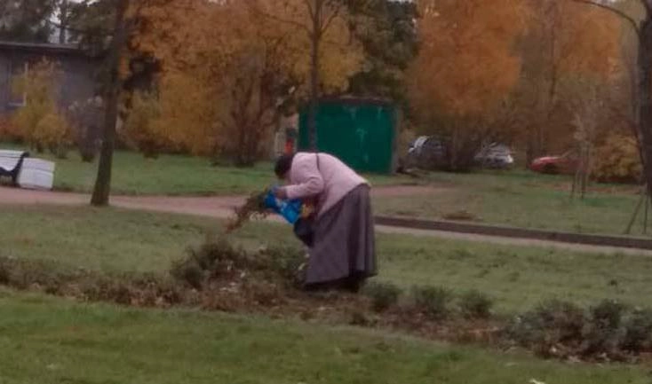 Очевидцы: Из парков Интернационалистов и Героев-Пожарных украли несколько садовых растений - tvspb.ru