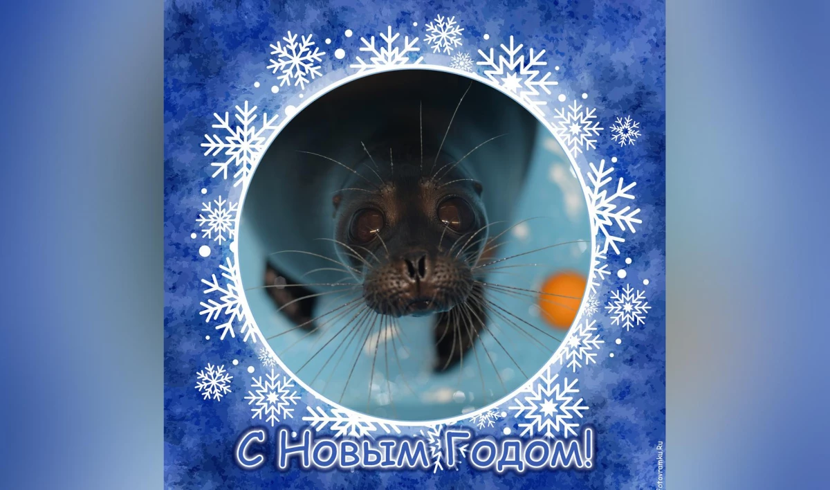 Тюлень Крошик проведет новогодние праздники в бассейне - tvspb.ru