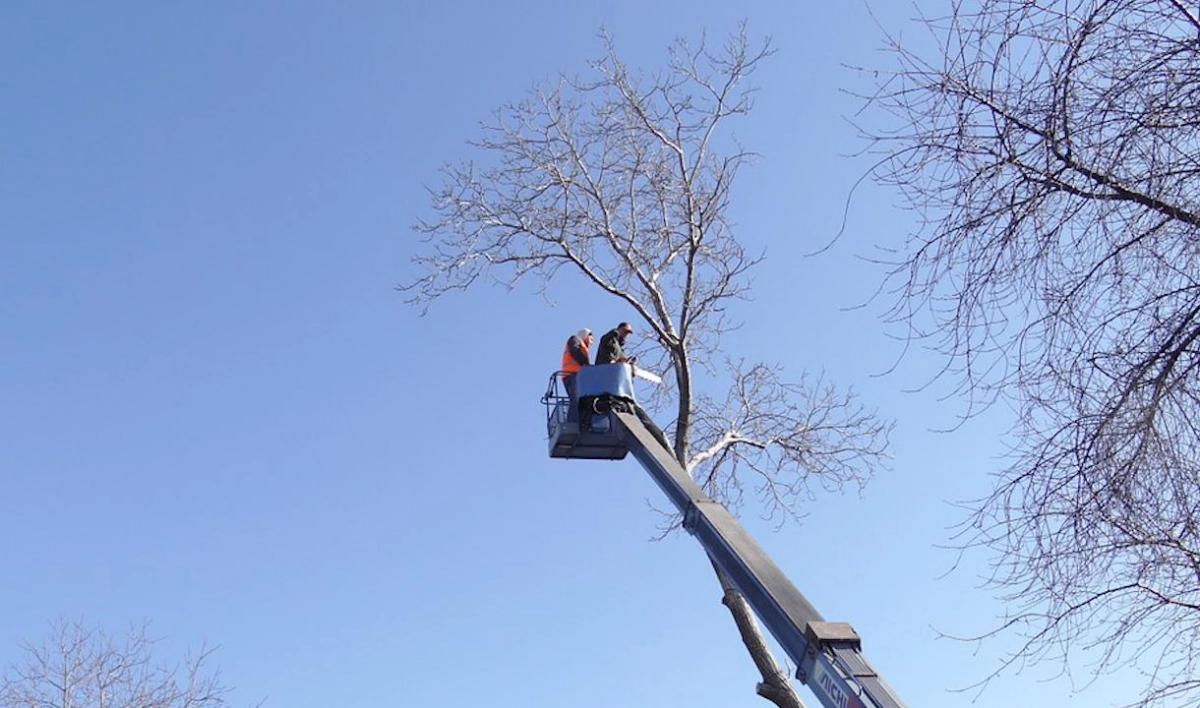 По факту вырубки деревьев в Курортном лесопарке возбудили два уголовных дела - tvspb.ru