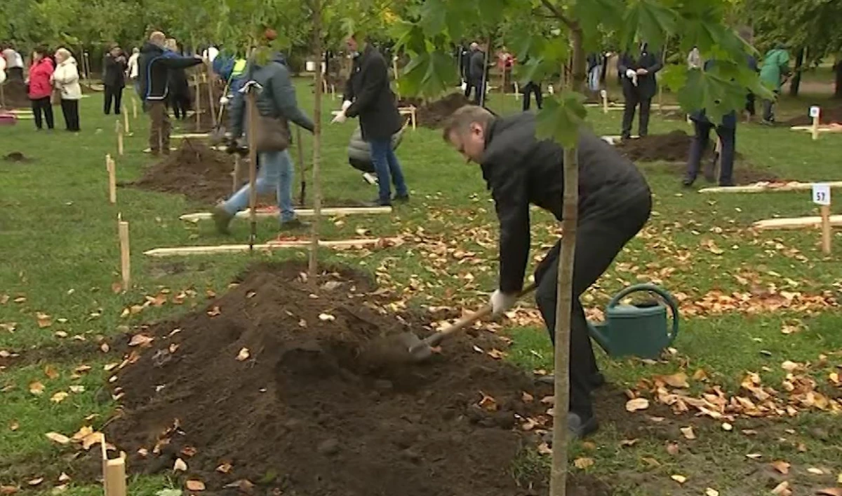 Почти две тысячи деревьев посадили в октябре в Петербурге - tvspb.ru