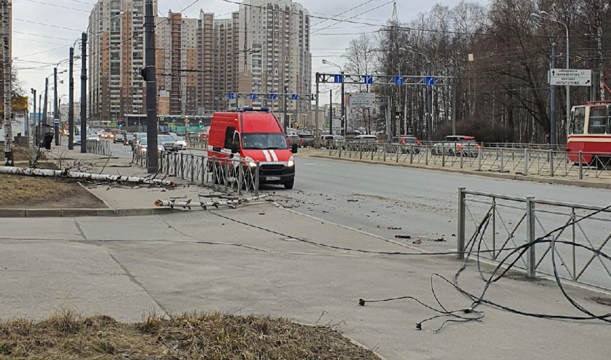 На проспекте Испытателей упавшая береза оборвала провода уличного освещения - tvspb.ru