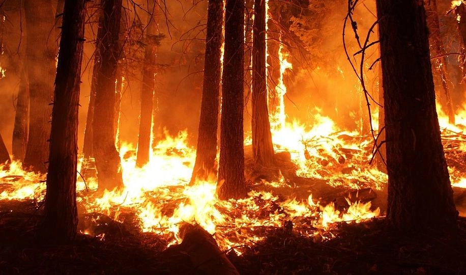 Ущерб от пожаров в Забайкалье составил миллиард рублей - tvspb.ru
