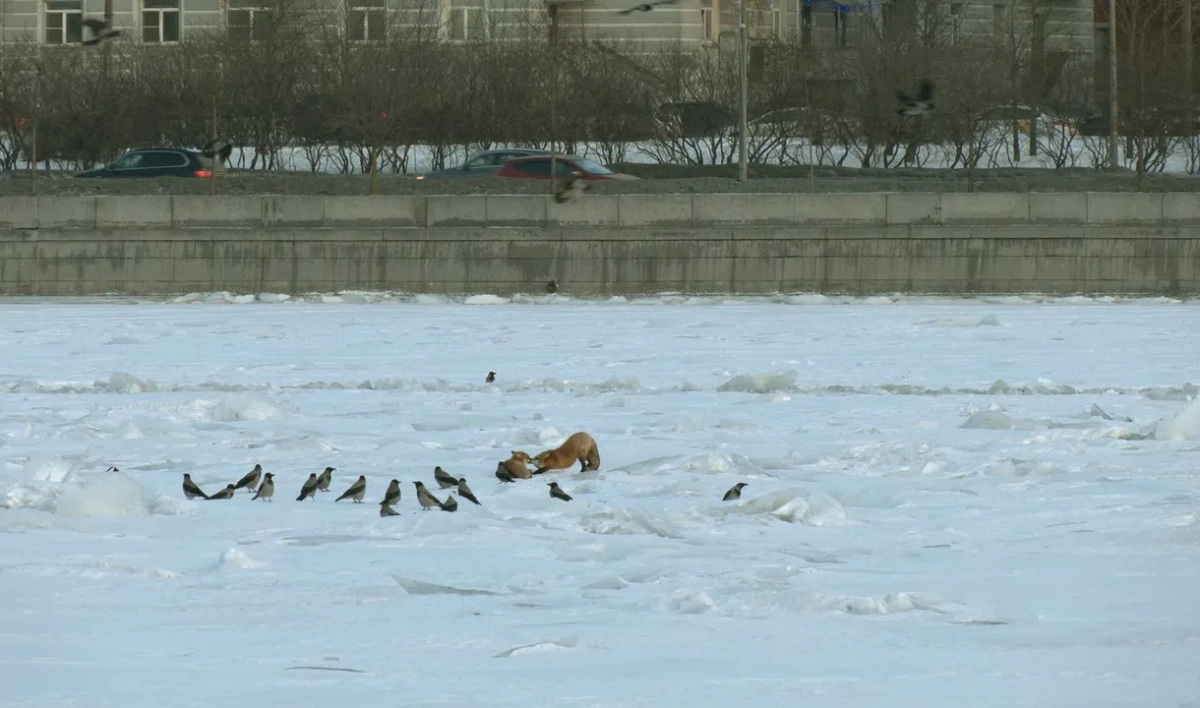 В феврале петербуржцы смогут увидеть лисиц прямо в городе - tvspb.ru