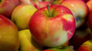 Садоводы собрали тонну яблок для воспитанников дома-интерната