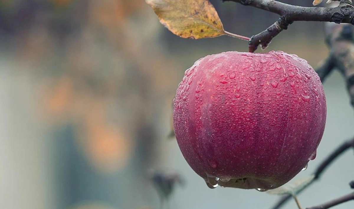 День преподобного Трифона, яблока и болтовни. Какие праздники отмечают 21 октября - tvspb.ru
