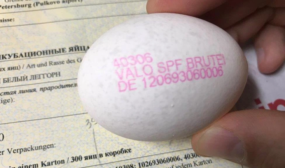 Инкубационные яйца из Германии задержали в «Пулково» - tvspb.ru