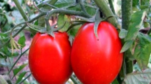 Высаживает рассаду помидоров