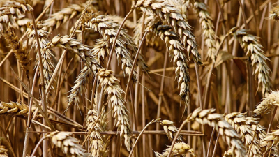 В государственный фонд закупили более 260 тысяч тонн зерна