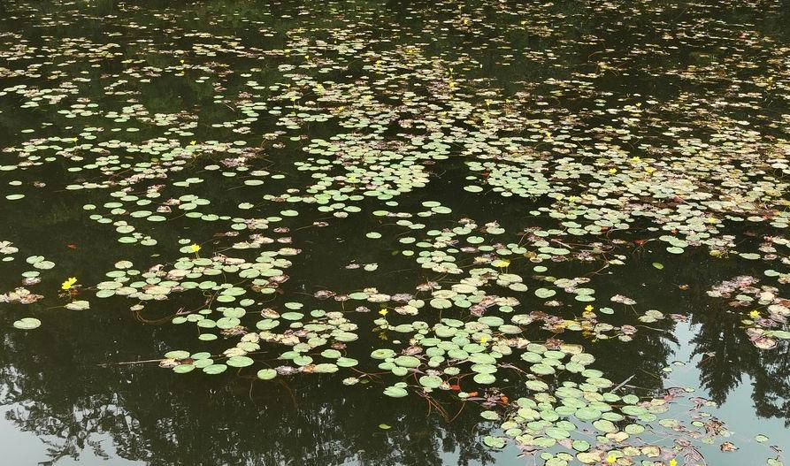 Вода в пруду Таврического сада окрасилась в зеленый - tvspb.ru