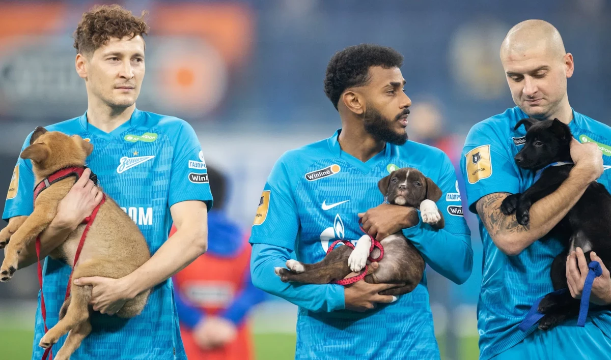 Футболисты «Зенита» вышли на поле с бездомными щенками на руках - tvspb.ru