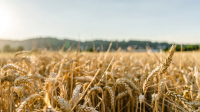 Российские аграрии собрали 150 млн тонн зерновых культур