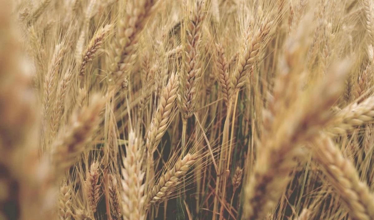 Россия приостанавливает экспорт зерновых до 1 июля - tvspb.ru