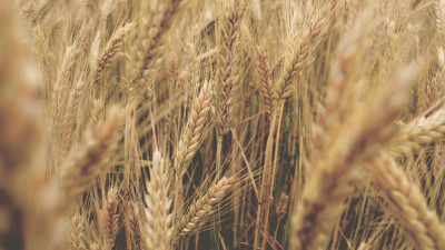 Россия официально уведомила ООН о приостановке участия в «зерновой сделке»