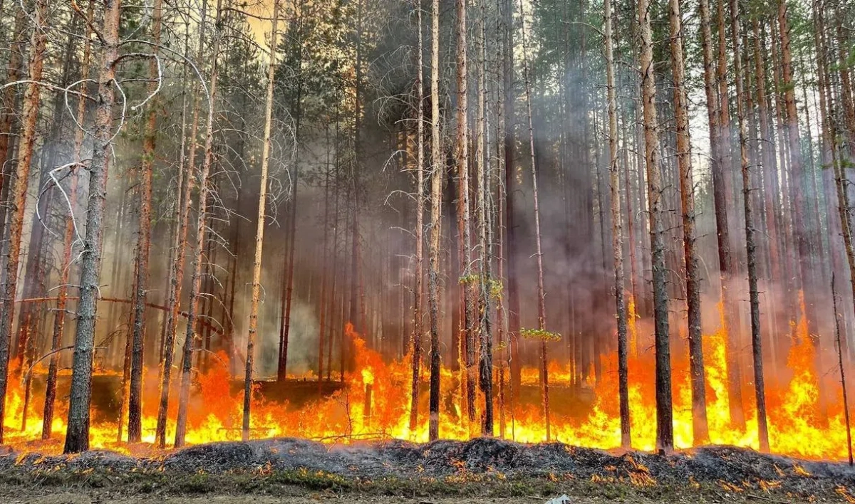 Жителей поселка в Карелии эвакуируют из-за лесного пожара - tvspb.ru