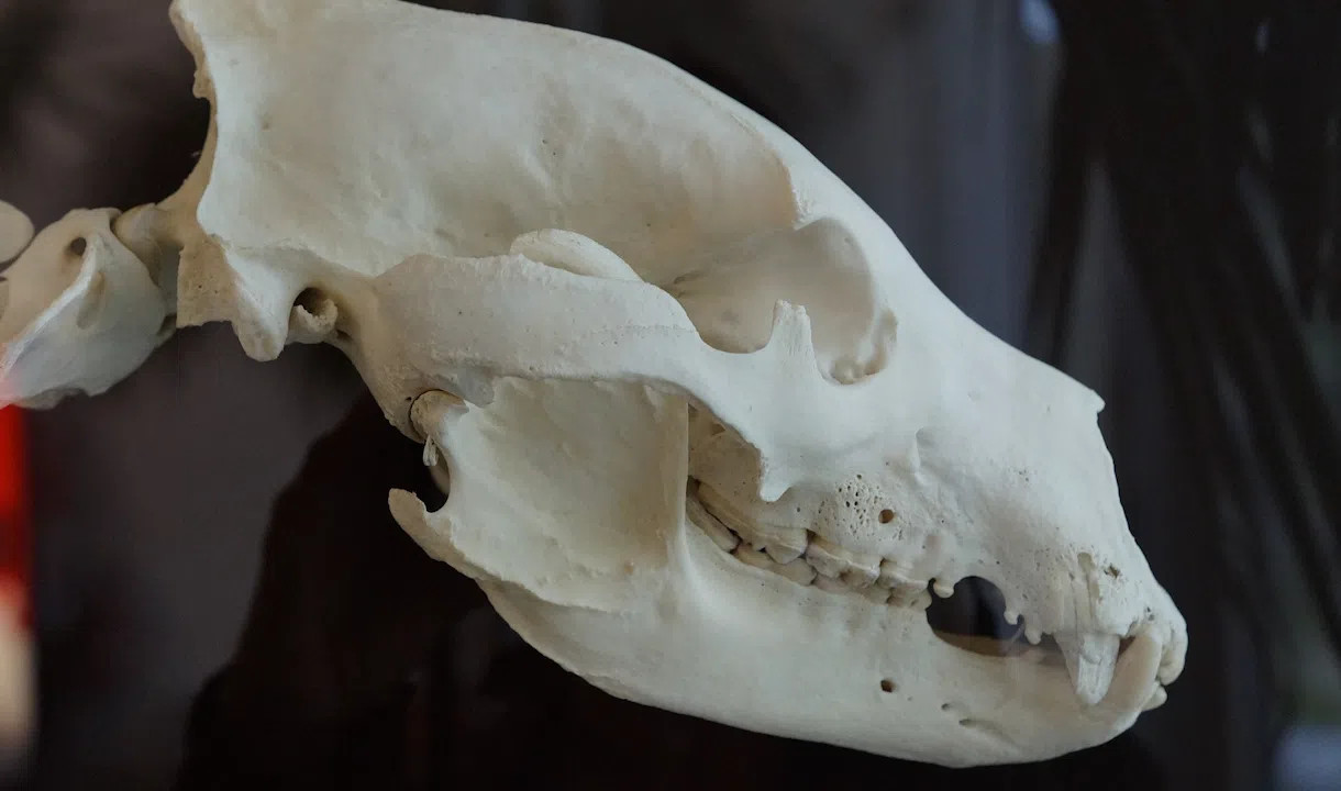 Фотографии двух черепов млекопитающих. Череп млекопитающих. Череп млекопитающих в научных коллекциях. Череп лисы. Зубы травоядных млекопитающих.