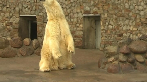 К Юбилею ленинградского зоопарка начинаем серию знакомств с его обитателями — Белый медведь