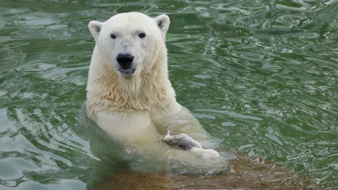 Животные в Ленинградском зоопарке спокойно переносят аномально теплую погоду - tvspb.ru