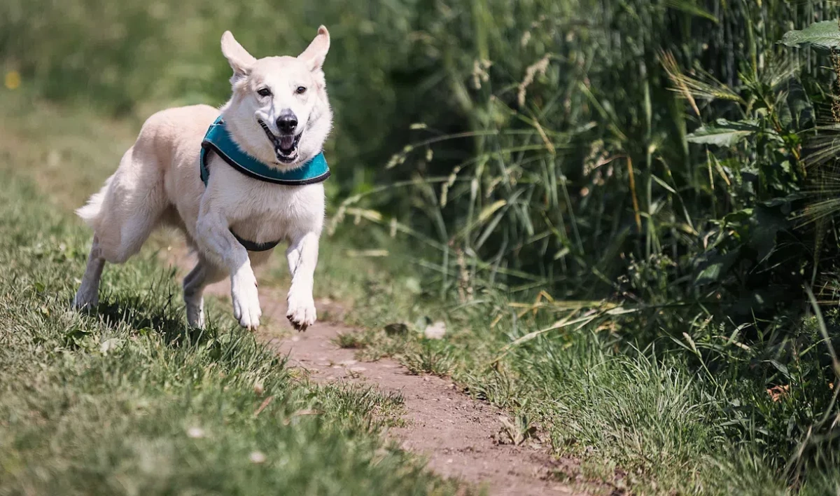 В Петербурге пройдёт благотворительный забег с собаками из приютов - tvspb.ru