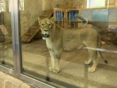 В Ленинградском зоопарке появился скорпион Эшмейера - tvspb.ru