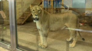 Знакомимся с «царями зверей» из Ленинградского зоопарка