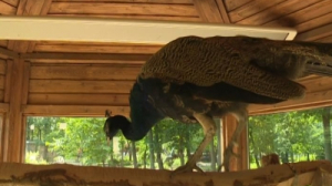 Знакомимся с павлинами из Ленинградского зоопарка