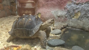 Знакомимся с черепахой из Ленинградского зоопарка