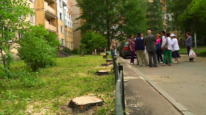 Зона особого внимания. Деревья в городе. Выпуск 14