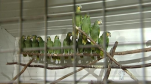 Знакомимся с попугаями амазонами