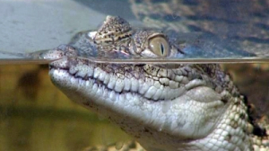 Нильский крокодил. Рекомендации специалистов