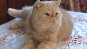 Знакомимся с персидскими кошками