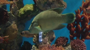 Как правильно содержать морской аквариум?