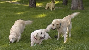 Не собака, а чистое золото!