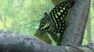 Оценим очарование тропических бабочек и научимся уходу за ними